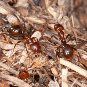 Papyrius nitidus at Stromlo, ACT - suppressed