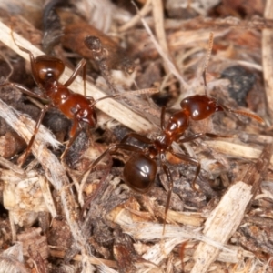 Papyrius nitidus at Stromlo, ACT - 10 Jun 2022