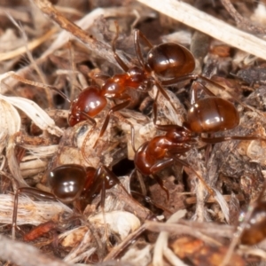 Papyrius nitidus at Stromlo, ACT - suppressed