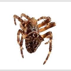 Backobourkia (genus) (An orb weaver) at Crooked Corner, NSW - 4 Jun 2022 by Milly
