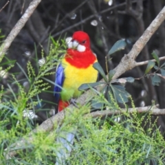 Platycercus eximius (Eastern Rosella) at Umina Beach, NSW - 4 Jun 2022 by GlossyGal