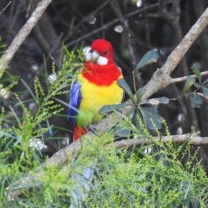 Platycercus eximius at Umina Beach, NSW - 4 Jun 2022 02:56 PM