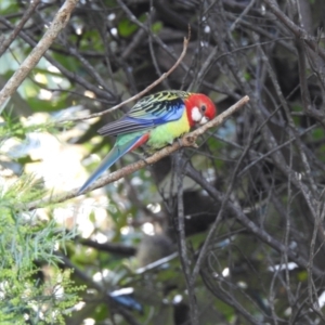 Platycercus eximius at Umina Beach, NSW - 4 Jun 2022 02:56 PM