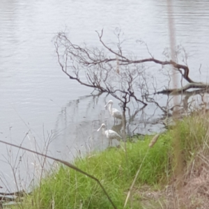 Platalea flavipes at West Albury, NSW - 10 Jun 2022