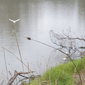 Platalea flavipes at West Albury, NSW - 10 Jun 2022