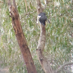 Microcarbo melanoleucos (Little Pied Cormorant) at West Albury, NSW - 10 Jun 2022 by ClaireSee