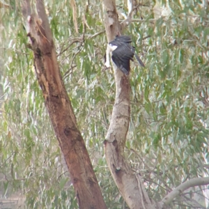 Microcarbo melanoleucos at West Albury, NSW - 10 Jun 2022 04:24 PM