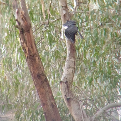 Microcarbo melanoleucos (Little Pied Cormorant) at Albury - 10 Jun 2022 by ClaireSee