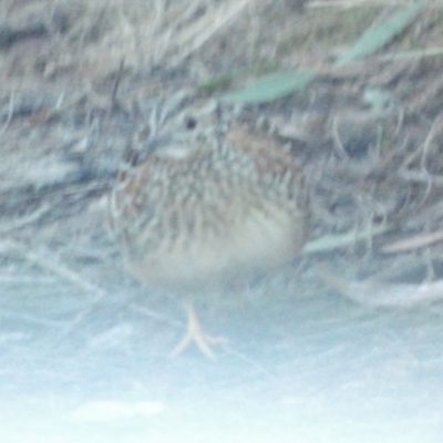 Turnix varius (Painted Buttonquail) at Boro - 10 Jun 2022 by Paul4K