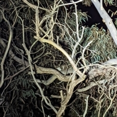 Pseudocheirus peregrinus (Common Ringtail Possum) at Bruce Ridge to Gossan Hill - 10 Jun 2022 by mainsprite