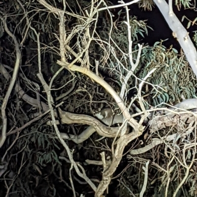 Pseudocheirus peregrinus (Common Ringtail Possum) at Flea Bog Flat, Bruce - 10 Jun 2022 by mainsprite