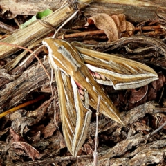 Hippotion celerio (Vine Hawk Moth) at Crooked Corner, NSW - 10 Mar 2022 by Milly