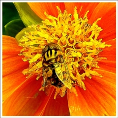 Eristalinus punctulatus (Golden Native Drone Fly) at Crooked Corner, NSW - 12 Jan 2022 by Milly