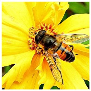 Eristalis tenax at Crooked Corner, NSW - 13 Jan 2022