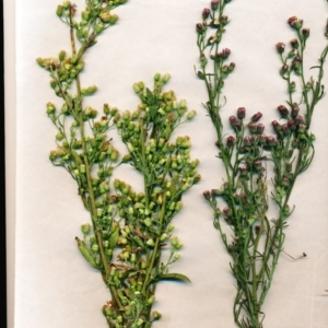 Erigeron bonariensis at Watson, ACT - 9 Jun 2022