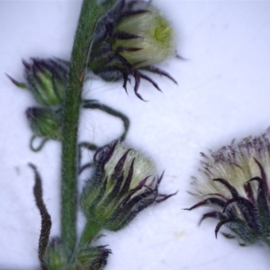 Erigeron bonariensis at Watson, ACT - 9 Jun 2022