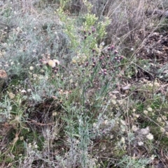 Erigeron bonariensis at Watson, ACT - 9 Jun 2022