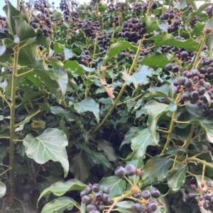 Hedera helix at Hackett, ACT - 6 Jun 2022