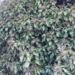 Hedera sp. (helix or hibernica) at Hackett, ACT - 6 Jun 2022