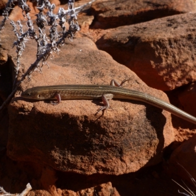 Ctenotus helenae at Petermann, NT - 23 Mar 2012 by jks