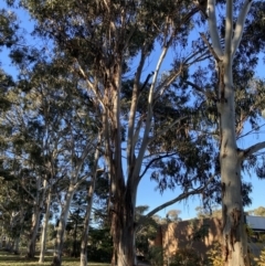 Callocephalon fimbriatum (Gang-gang Cockatoo) at City Renewal Authority Area - 10 Jun 2022 by macolless