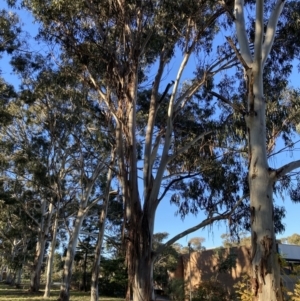 Callocephalon fimbriatum at Reid, ACT - 11 Jun 2022