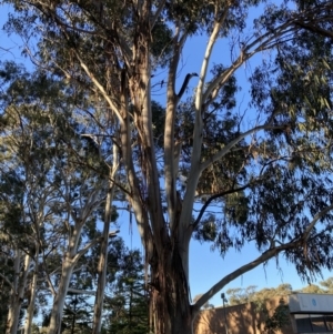 Callocephalon fimbriatum at Reid, ACT - 11 Jun 2022