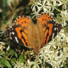 Vanessa kershawi (Australian Painted Lady) at Paddys River, ACT - 13 Feb 2022 by michaelb