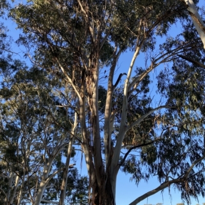 Callocephalon fimbriatum (Gang-gang Cockatoo) at Reid, ACT - 10 Jun 2022 by macolless