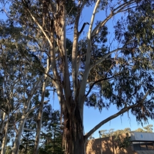 Callocephalon fimbriatum at Reid, ACT - 11 Jun 2022