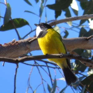 Pachycephala pectoralis at Stromlo, ACT - 10 Jun 2022