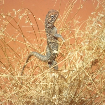 Ctenophorus nuchalis (Central Netted Dragon) at Angas Downs IPA - 22 Mar 2012 by jksmits