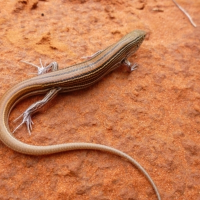 Unidentified Skink at Petermann, NT - 19 Nov 2012 by jks