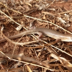 Ctenotus helenae (Clay-soil Ctenotus) at Angas Downs IPA - 29 Nov 2012 by jksmits