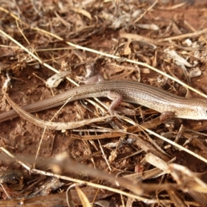 Ctenotus helenae at Petermann, NT - 29 Nov 2012