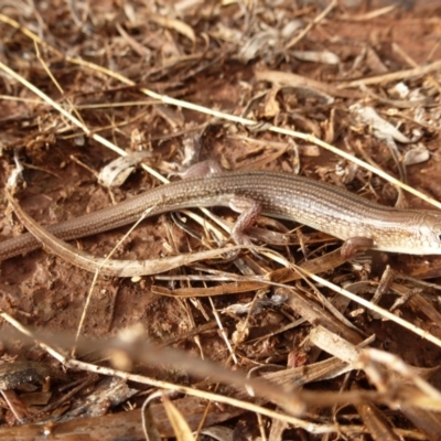 Ctenotus helenae (Clay-soil Ctenotus) at Petermann, NT - 29 Nov 2012 by jksmits