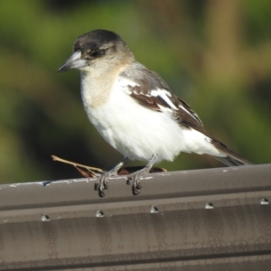 Cracticus nigrogularis at Hawks Nest, NSW - 4 Jun 2022 08:55 AM