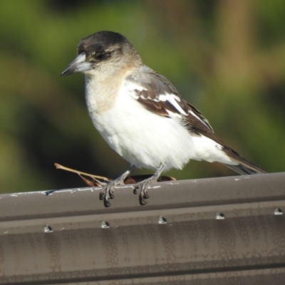 Cracticus nigrogularis (Pied Butcherbird) at Hawks Nest, NSW - 3 Jun 2022 by GlossyGal
