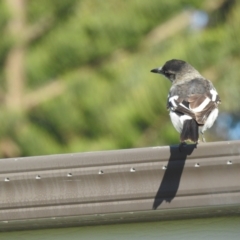 Cracticus nigrogularis at Hawks Nest, NSW - 4 Jun 2022 08:55 AM