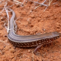 Ctenotus leonhardii (Leonhardi's Skink) at Angas Downs IPA - 26 Nov 2012 by jksmits