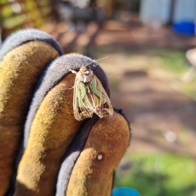 Cosmodes elegans (Green Blotched Moth) at Aranda, ACT - 11 Jun 2022 by Ormaylo