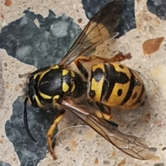 Vespula germanica (European wasp) at Gundaroo, NSW - 7 Jun 2022 by Gunyijan