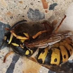 Vespula germanica at Gundaroo, NSW - 7 Jun 2022