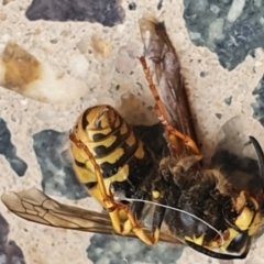 Vespula germanica at Gundaroo, NSW - 7 Jun 2022