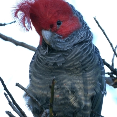 Callocephalon fimbriatum (Gang-gang Cockatoo) at Ainslie, ACT - 8 Jun 2022 by jb2602