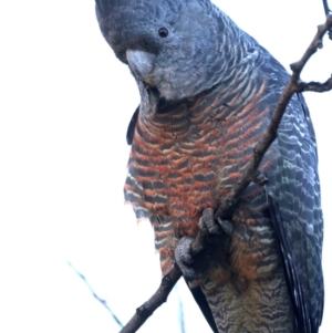 Callocephalon fimbriatum at Ainslie, ACT - 9 Jun 2022