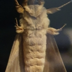 Oxycanus Unverified species near silvanus at Gundaroo, NSW - 3 Jun 2022 by Gunyijan