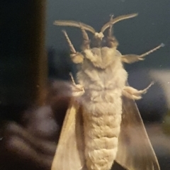 Oxycanus unidentified species near silvanus at Gundaroo, NSW - 3 Jun 2022 09:16 PM