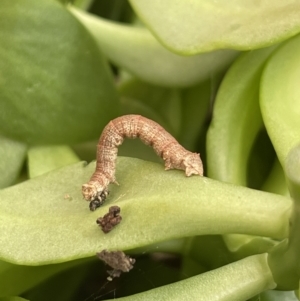 Geometridae (family) IMMATURE at Nicholls, ACT - suppressed