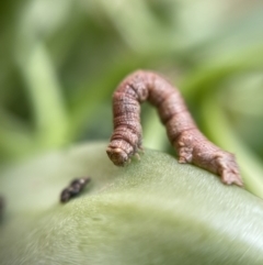 Geometridae (family) IMMATURE at Nicholls, ACT - suppressed